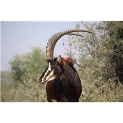 Restless Africa Safaris 7-Day Plains Game Hunt for 4 hunters and 4 non-hunting companions