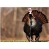 Image 2 : 3 Day Maryland Eastern Wild Turkey Hunt for 2 Hunters