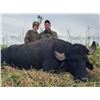Image 2 : 5 Day Argentina Water Buffalo hunt for 1 hunter