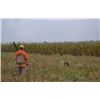 Image 3 : Pennsylvania Pheasant Hunting for 1-4 Hunters