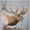 Image 4 : Shoulder Mount for Elk/Kudu Sized Animal from Natures Own Wildlife Studios