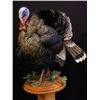 Image 1 : Life-Size Turkey Mount from Wessner’s Taxidermy