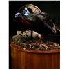 Image 4 : Life-Size Turkey Mount from Wessner’s Taxidermy