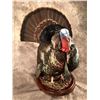 Image 6 : Life-Size Turkey Mount from Wessner’s Taxidermy