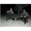 Image 6 : 2-Day Hog Hunt in Texas with Trash Rack Ranch for 2 hunters