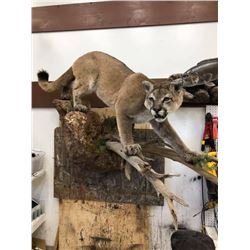 Lifesize Mount from True-Life Taxidermy