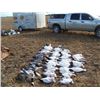 Image 4 : 3 Days of Goose and Duck Hunting for 2 Hunters
