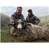 Image 7 : 5 Day New Zealand Bull Tahr Hunt with South Pacific Safaris