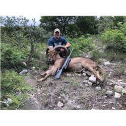 Aoudad Hunt in Texas with Trash Rack Ranch