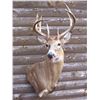 Image 3 : Taxidermy, Shoulder Mount – Whitetail, Mule Deer or Antelope