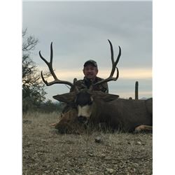 Sonora Mule Deer and Coues Deer for 2 Hunters
