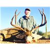 Image 4 : Sonora Mule Deer and Coues Deer for 2 Hunters