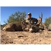 Image 5 : Sonora Mule Deer and Coues Deer for 2 Hunters