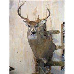 Shoulder Mount of a Deer Sized Animal by Stranix Taxidermy