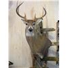 Image 1 : Shoulder Mount of a Deer Sized Animal by Stranix Taxidermy