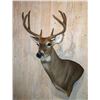 Image 5 : Shoulder Mount of a Deer Sized Animal by Stranix Taxidermy