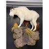 Image 3 : Life-size Taxidermy Mount by Hammer Creek Taxidermy