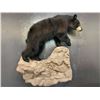 Image 4 : Life-size Taxidermy Mount by Hammer Creek Taxidermy