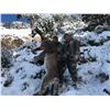 Image 2 : Utah Mountain Lion Hunt for 2 Hunters with Pine Valley Outfitters