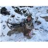 Image 3 : Utah Mountain Lion Hunt for 2 Hunters with Pine Valley Outfitters