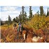 Image 4 : Alaskan Yukon Moose Hunt with Solo Creek Guide Service