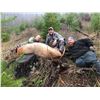 Image 2 : Oregon 5 Day Spike Roosevelt Elk Hunt for 2