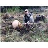 Image 4 : Oregon 5 Day Spike Roosevelt Elk Hunt for 2
