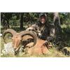 Image 6 : 3 Day, 2 Night Texas Hill Country hunt for choice of Whitetail, Blackbuck or Aoudad