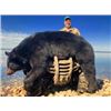 Image 4 : Alberta Black Bear Hunt with McKinnon & Co.