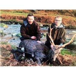 Ireland Choice of Red Deer, Sika Deer or Hybrid cross for 2 Hunters