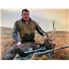 Image 2 : Ireland Choice of Red Deer, Sika Deer or Hybrid cross for 2 Hunters