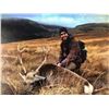 Image 3 : Ireland Choice of Red Deer, Sika Deer or Hybrid cross for 2 Hunters