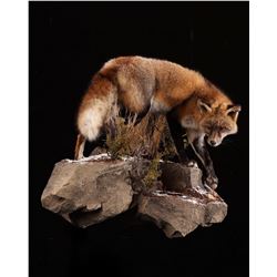 Life-size Taxidermy Mount Including Hardwood Base with Habitat Display