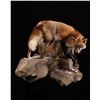 Image 1 : Life-size Taxidermy Mount Including Hardwood Base with Habitat Display