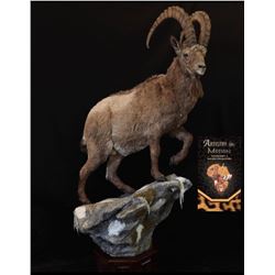 Kyrgyzstan or Tajikistan Mid-Asian Ibex for One Hunter