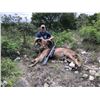 Image 2 : Aoudad Hunt in Texas with Trash Rack Ranch