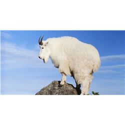 7 Day BC Trophy Mountain Outfitters