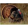 Image 2 : Top Shelf Outfitters- Wisconsin Spring Turkey Hunt