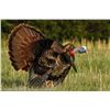 Image 3 : Top Shelf Outfitters- Wisconsin Spring Turkey Hunt