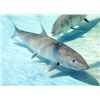 Image 3 : Bone Fishing in BAHAMAS w/Island Explorations
