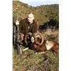Image 2 : 2 Hunter 2 Observer 3 Day Pyrenean Chamois/ Roe Deer Spain Hunt