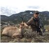 Image 3 : 2 Hunter 2 Observer 3 Day Pyrenean Chamois/ Roe Deer Spain Hunt