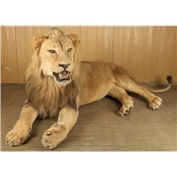 Full Mounted African Male Lion