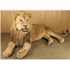 Full Mounted African Male Lion
