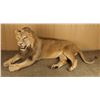 Image 3 : Full Mounted African Male Lion