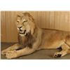 Image 4 : Full Mounted African Male Lion