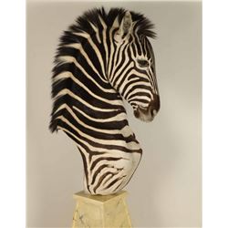 Zebra Shoulder Mount