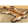 Image 1 : Beautiful Mountain Lion Rug