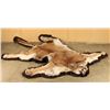 Image 3 : Beautiful Mountain Lion Rug