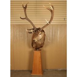 Red Stag Mount on Pedestal